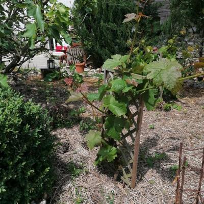 vignes au coeur des jardins